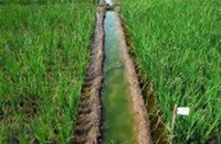 Irrigation development under pressure in Semnan province
